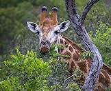 Giraffes are exclusively browsers.