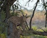 An alert leopard in a tree.