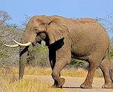 Elephants are common in the Kruger National Park.
