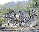 Zebras are social animals.