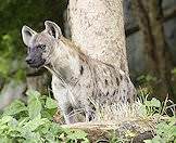A hyena observes its prey.