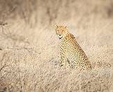A cheetah spotted on safari.
