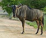 The blue wildebeest is one of the continent's most common ruminants.