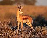 A springbok pauses in the wilds of the Kalahari.