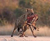 Hyenas are efficient scavengers.