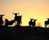 The sun sets behind a herd of blue wildebeest.