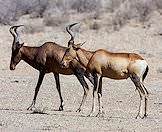The red hartebeest is a swift animal.