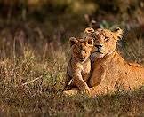 A pair of lions in the bush.