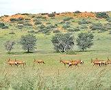 Red hartebeest grazing in the veld.