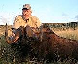Black wildebeest are best hunted at dawn or dusk.
