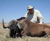 Black wildebeest make very handsome trophies.