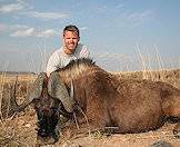 Black wildebeest have light-colored manes and tails.