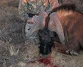 A wounded black wildebeest can be very aggressive and dangerous.