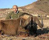 The black wildebeest, or white-tailed gnu.