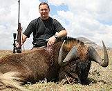 A black wildebeest hunted in South Africa.