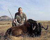 Black wildebeest are avid grazers.