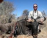 Hunt blue wildebeest across a variety of terrains.