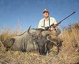 An impressive blue wildebeest specimen.