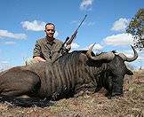 Blue wildebeest enjoy acacia savanna habitats.