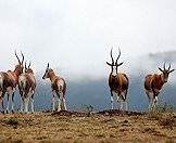 Bontebok are protected in bontebok national park.