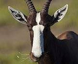 A close-up a bontebok's face.