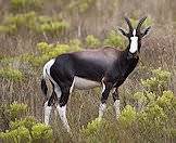 A handsome example of a bontebok.