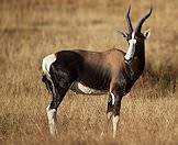 Bontebok have striking white blazes on their rumps, stomachs and faces.