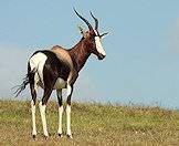 A bontebok looks out over the landscape.