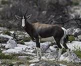 A bontebok makes eye contact with the camera.