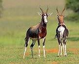 An encounter between two bontebok.