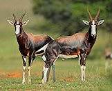 The bontebok's coat is darker than that of the blesbok.