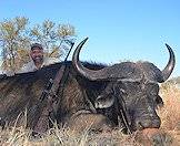 Hunt buffalo in South Africa or Zimbabwe.