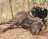 Buffalos feature in our dangerous game hunting packages.