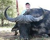 A buffalo trophy with an impressive spread.