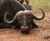 The mighty African buffalo.