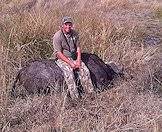 A buffalo hunted in Southern Africa.