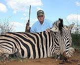 Zebra skins are popular commodities.