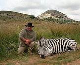 Zebras are primarily grazers.
