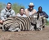 Burchell's zebra is disinguished chiefly by his shadow stripes.