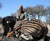 A zebra hunted on safari with ASH Adventures.