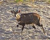 Bushbuck are often encountered in riverbeds.