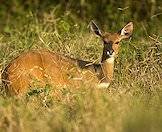 Bushbuck ewes are lighter than their male counterparts.