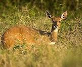 Bushbuck ewes are lighter than their male counterparts.