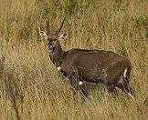 A bushbuck ram wanders through tall grass.