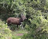 A bushbuck lopes between thickets in the bush.