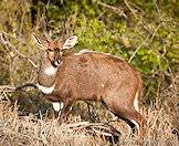 Bushbucks are rather solitary antelope.