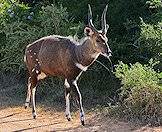 Old bushbuck rams make great trophies.