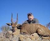 Hunt bushbuck on safari in South Africa.