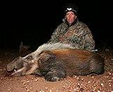 The bushpig is similar in nature to the European wild boar. 