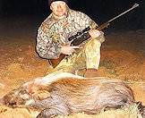 Bushpigs offer a challenging and exciting hunting experience.